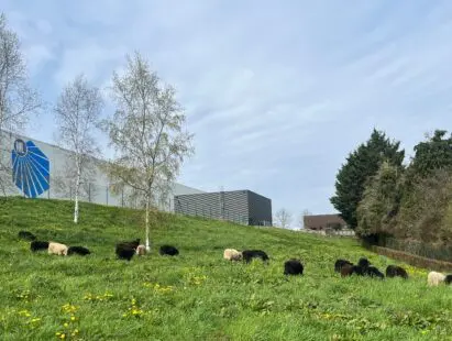 L&rsquo;éco-pâturage aux ML