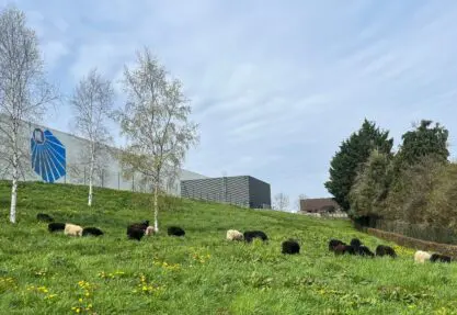 L'éco-pâturage aux ML